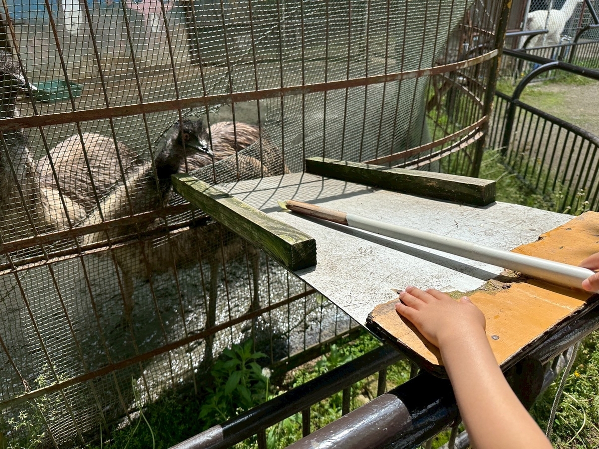 子どもとおでかけ|京都府福知山市にある「三段池RAVIHOUSE動物園」のエミューエサやり
