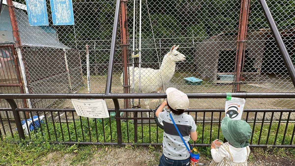 子どもとおでかけ|京都府福知山市にある「三段池RAVIHOUSE動物園」のアルパカのエサやり