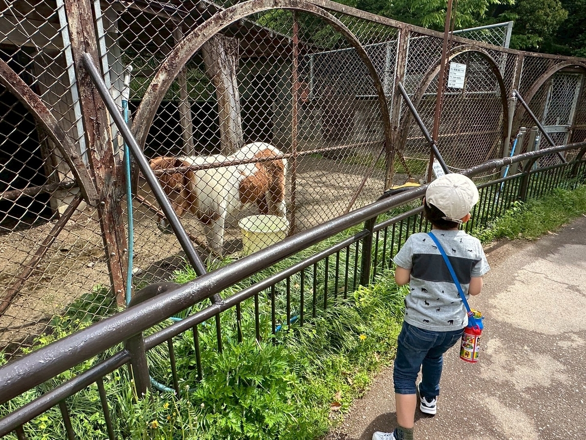 子どもとおでかけ|京都府福知山市にある「三段池RAVIHOUSE動物園」のポニー