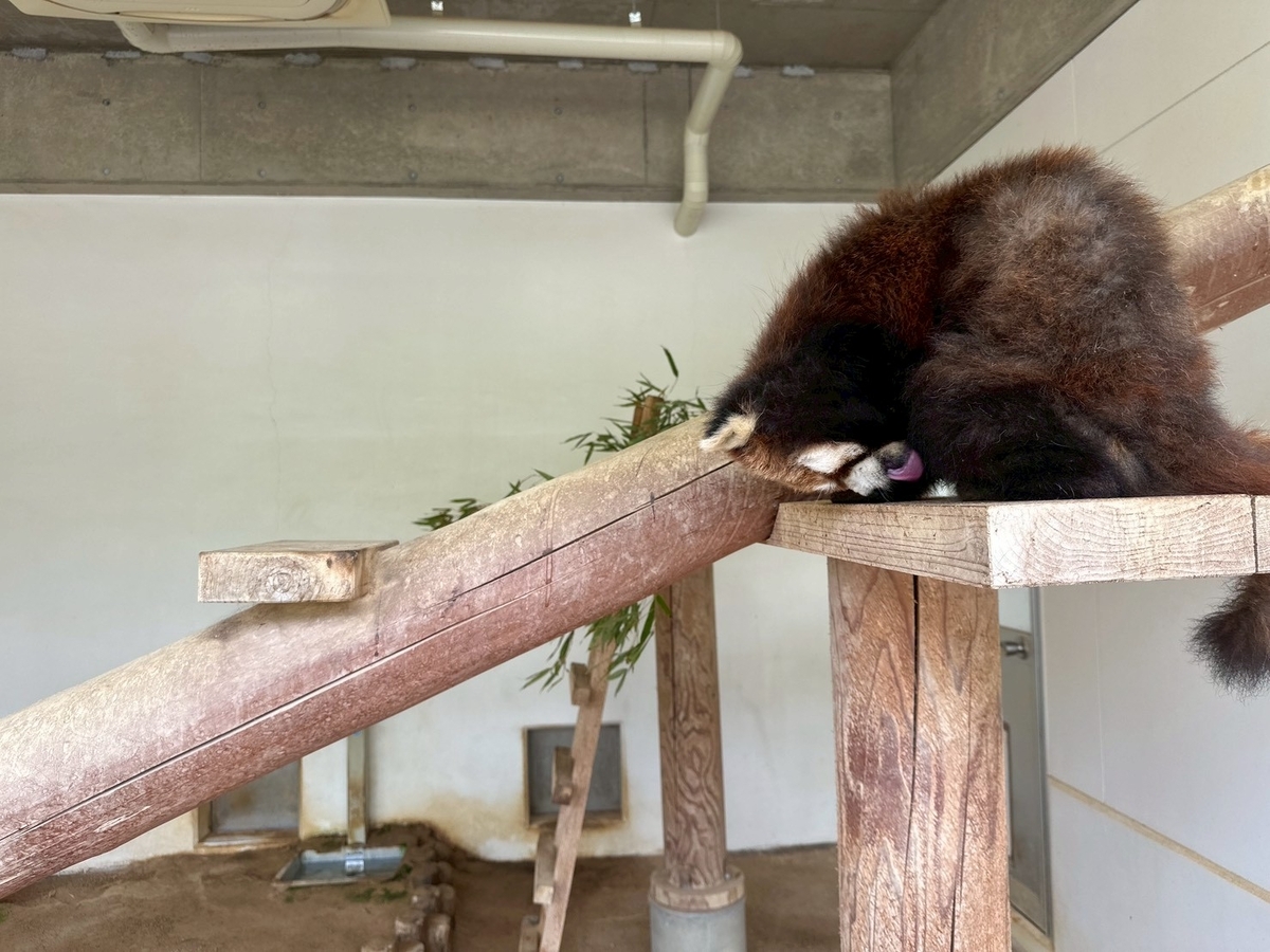 子どもとおでかけ|京都府福知山市にある「三段池RAVIHOUSE動物園」のレッサーパンダ