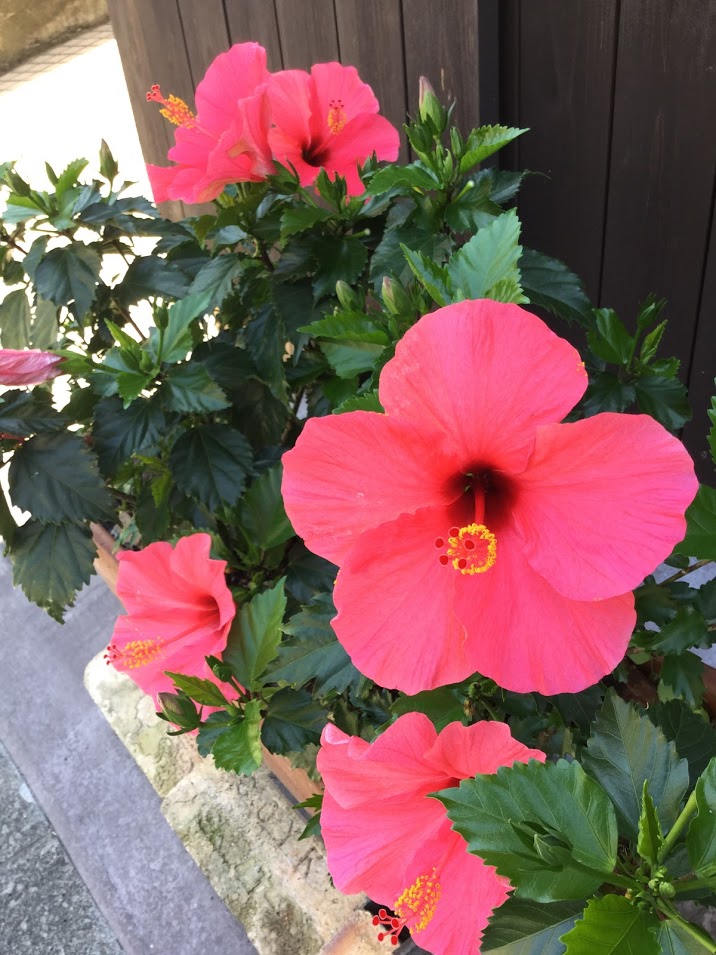 f:id:megumi-ah:20160618164126j:plain f:id:megumi-ah:20160618164126j:plain