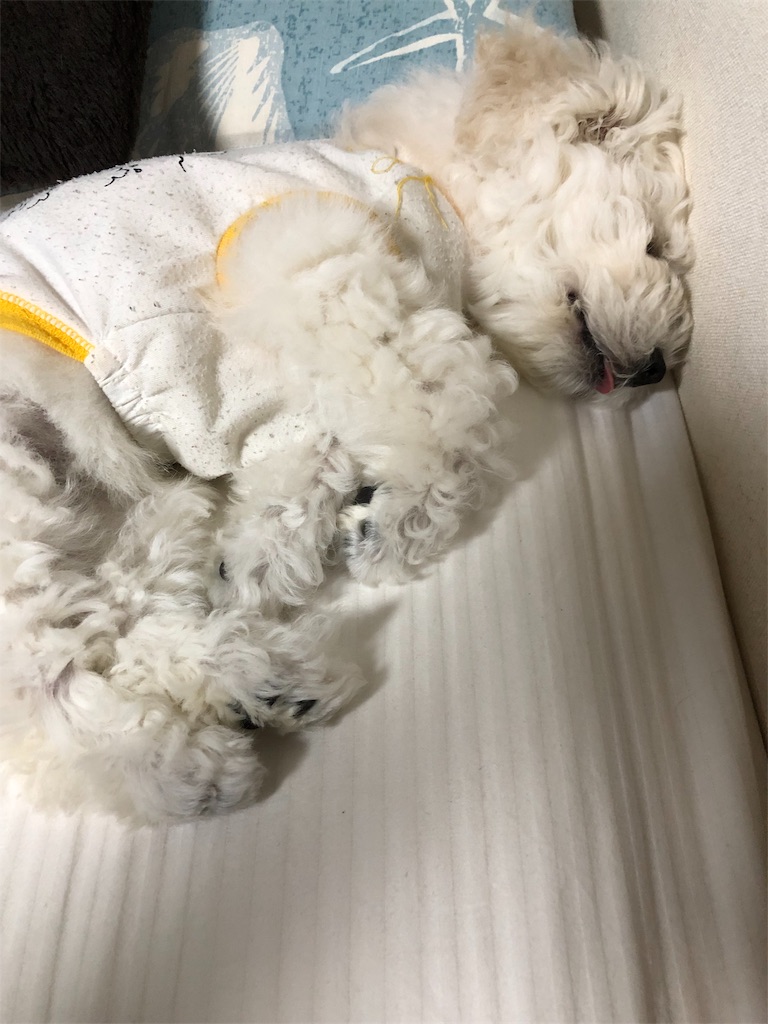 f:id:megumi-s:20190522151437j:image f:id:megumi-s:20190522151437j:image