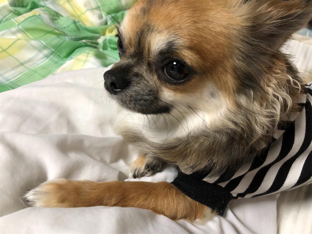 f:id:megumi-s:20190522160803j:image f:id:megumi-s:20190522160803j:image