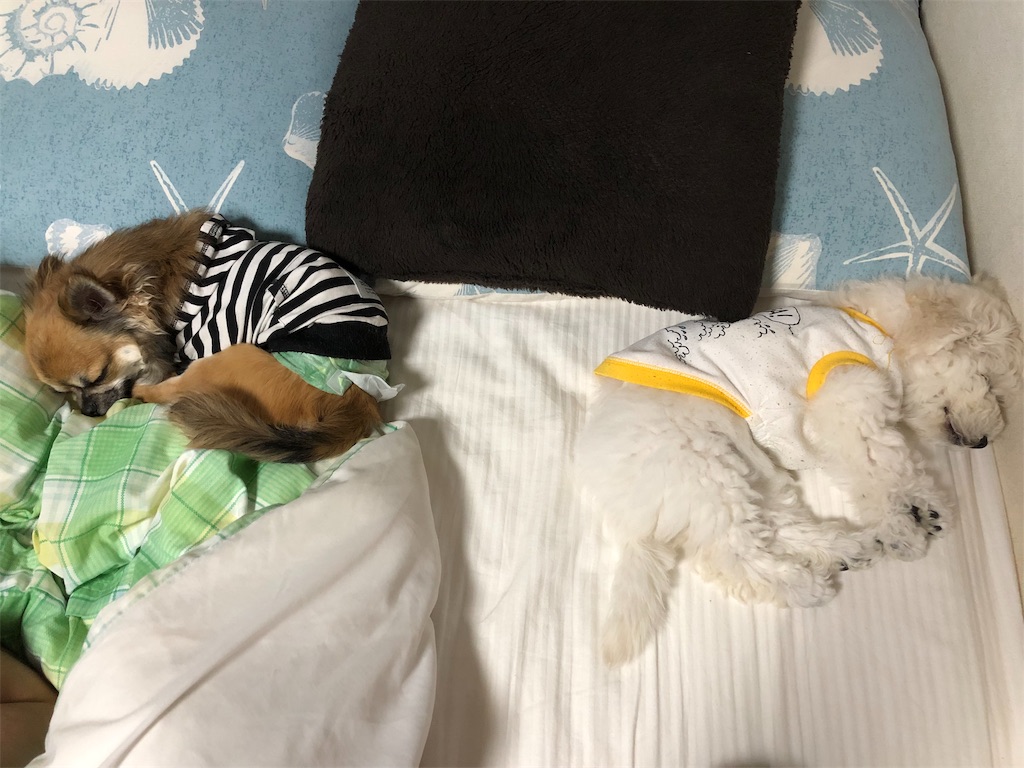 f:id:megumi-s:20190522160937j:image f:id:megumi-s:20190522160937j:image