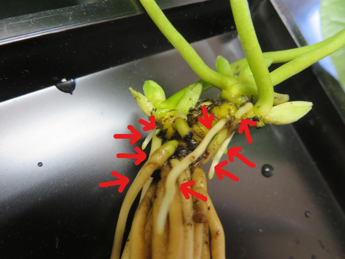 細辛の株の状態 最高の状態～悪い状態まで写真で比較 - 古典園芸植物