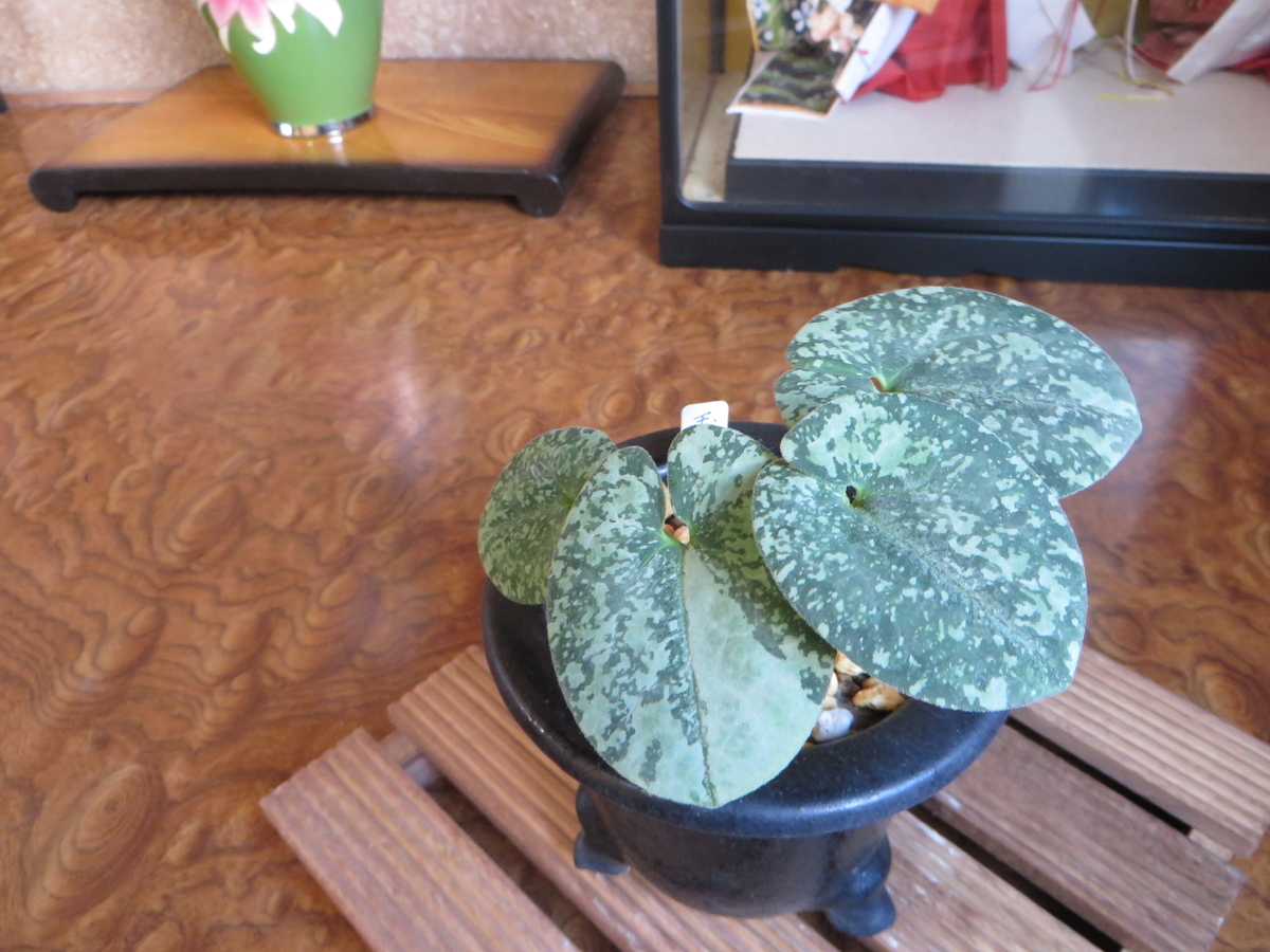 カンアオイ　細辛　銘品　老楽 カンアオイ 細辛 銘品 老楽 カンアオイ 細辛 老楽 観山橋(細辛) | 日本