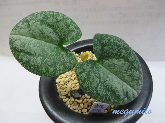 葉の表面の質感 - 古典園芸植物 細辛の世界