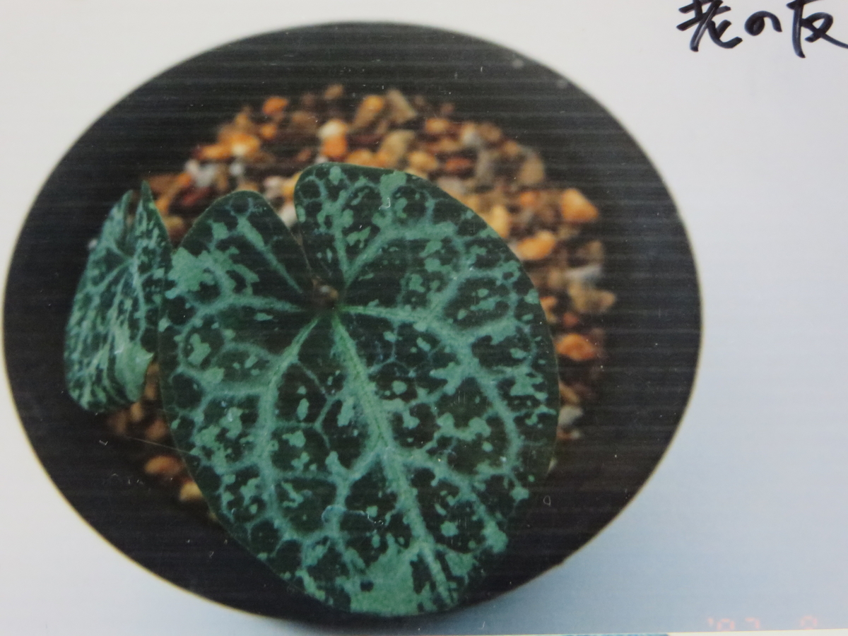 老いの友（おいのとも） Oino-Tomo - 古典園芸植物 細辛の世界