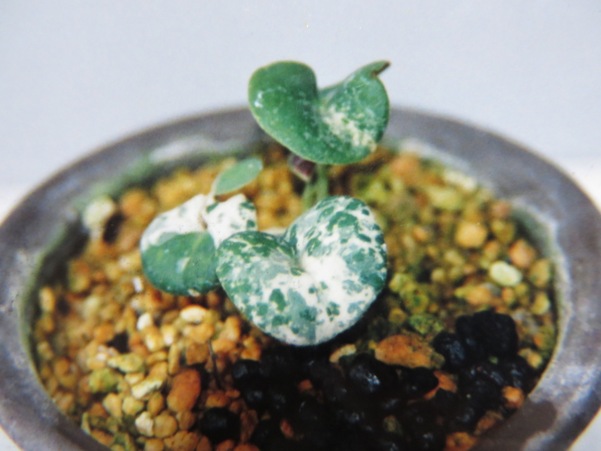 新入荷　超希少品種　 知緋錦　(古株群生) 法師錦　観葉植物　35cm超大品 希少・極上錦‼️アエオニウム 知否二代 チフォ法師錦 花顔 ハーフ顔