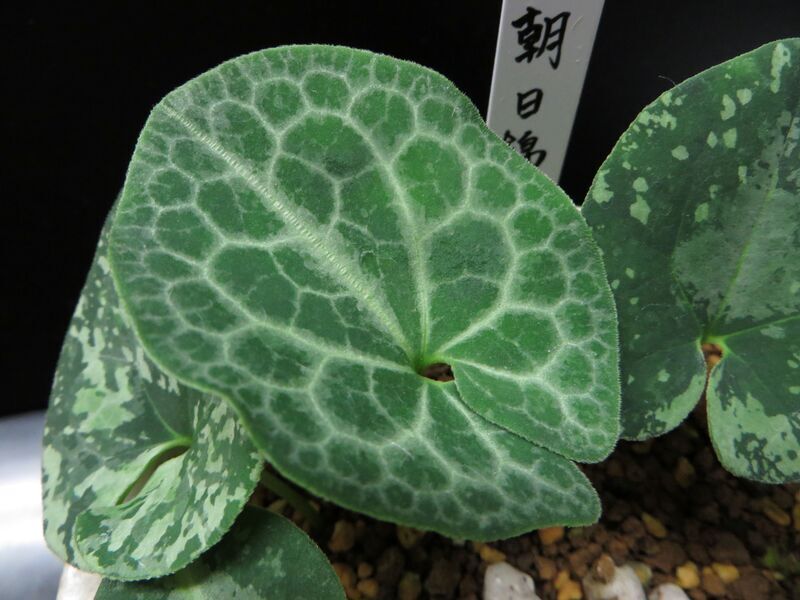 老いの友（おいのとも） Oino-Tomo - 古典園芸植物 細辛の世界