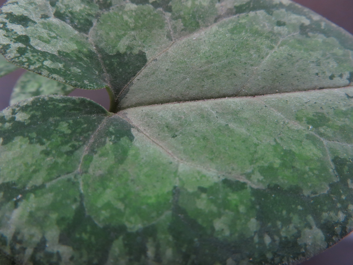 葉の表面の質感 - 古典園芸植物 細辛の世界