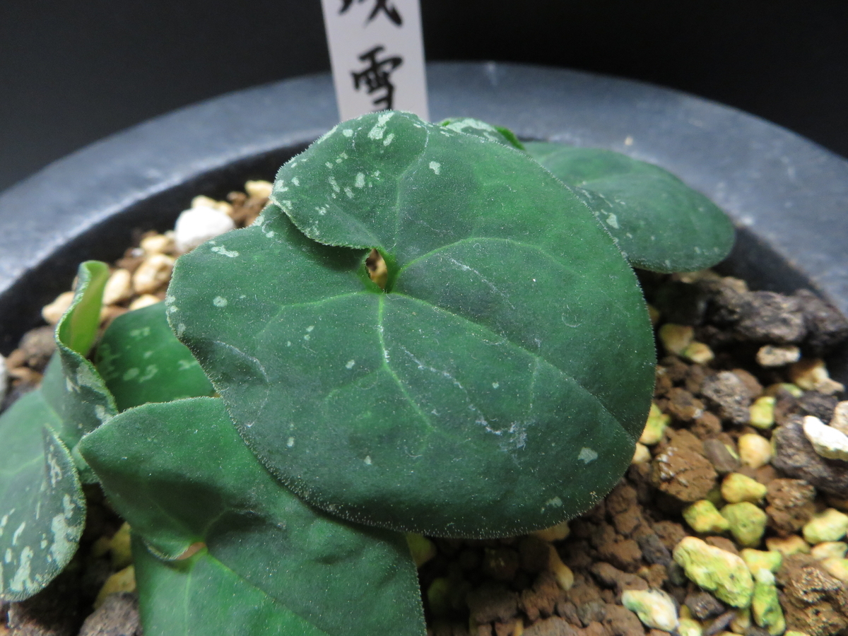 葉の表面の質感 - 古典園芸植物 細辛の世界