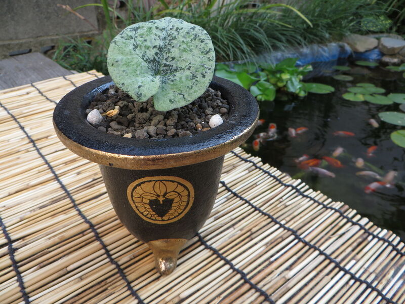 錦松（にしきまつ） Nishikimatsu - 古典園芸植物 細辛の世界