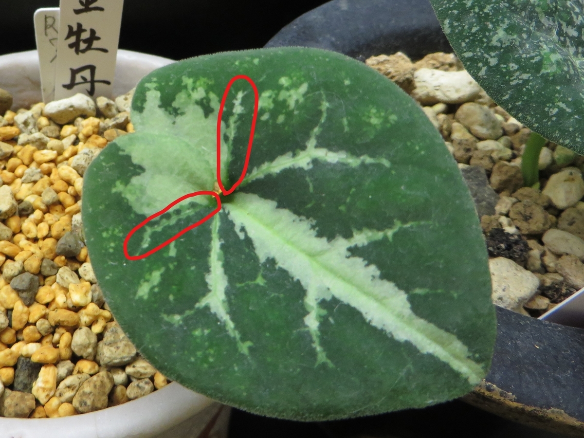 斑芸の解説①（蝶、谷、ひげ、玉、下がり藤、亀甲） - 古典園芸植物 細