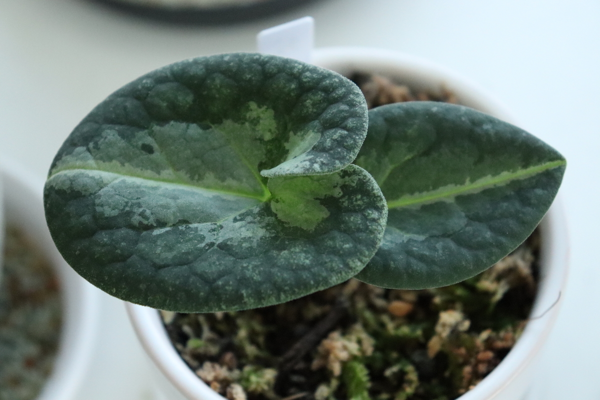 図鑑 銘鑑 細辛寒葵 山野草 カンアオイ 細辛 寒葵 参考書 古典園芸