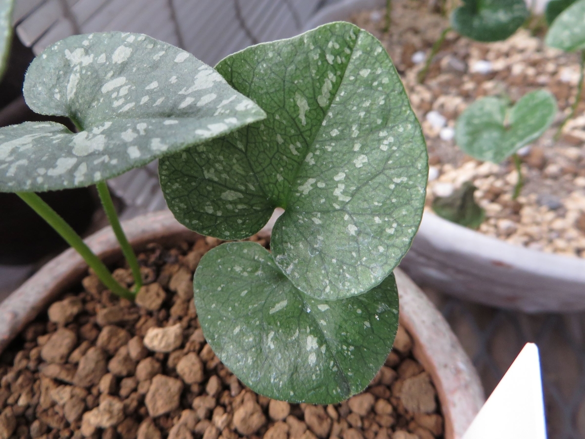 斑の解説 - 古典園芸植物 細辛の世界