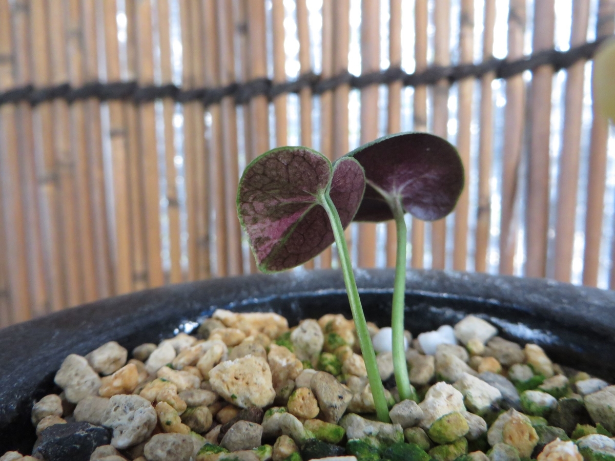 図（ず） - 古典園芸植物 細辛の世界