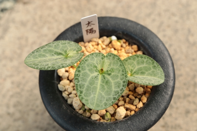 新芽成長記録 4/4 - 古典園芸植物 細辛の世界