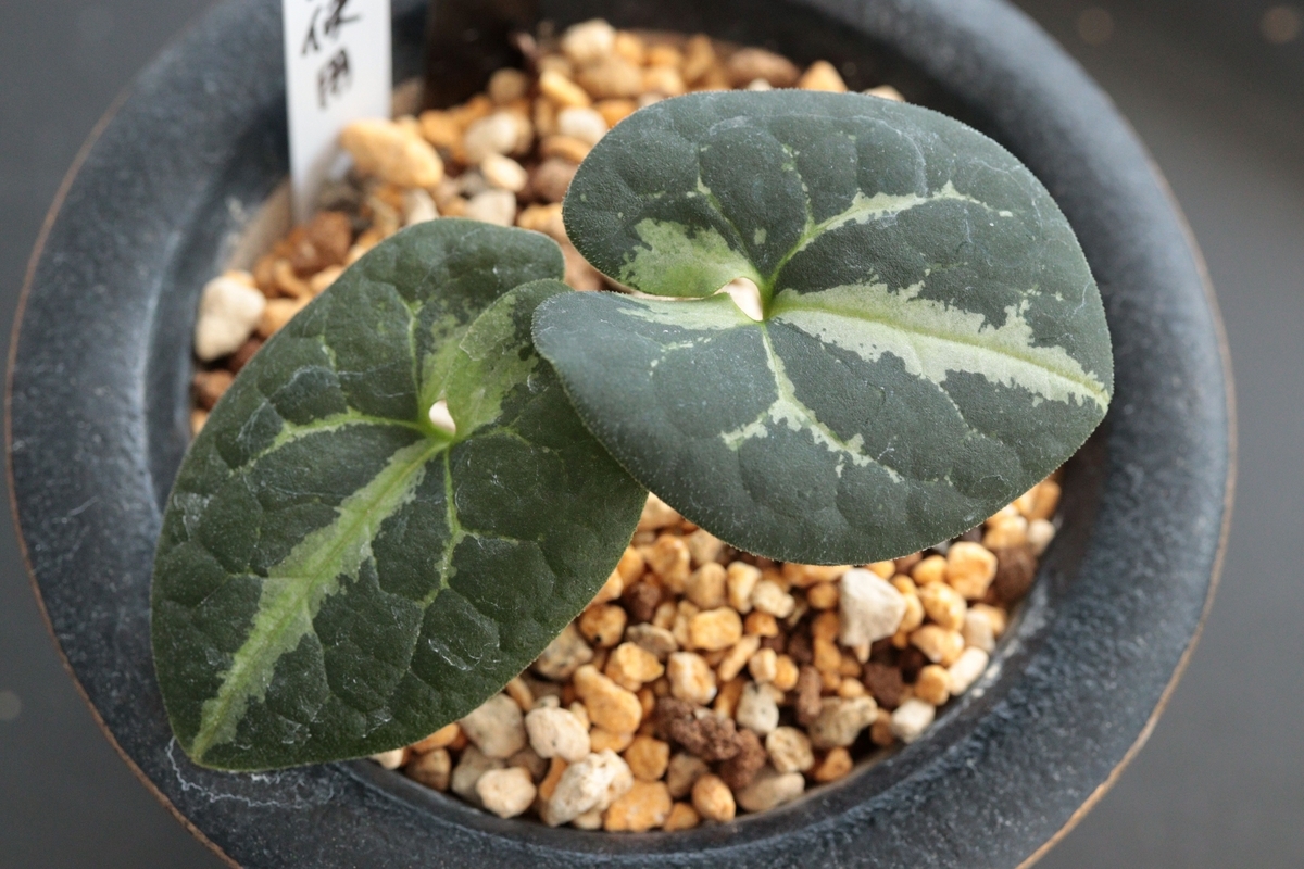 金牡丹（きんぼたん） Kin-Botan - 古典園芸植物 細辛の世界