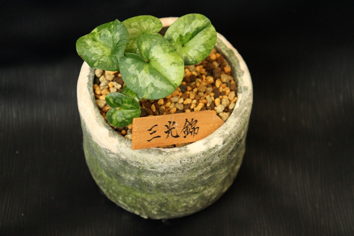 三光錦（さんこうにしき） Sankou-Nishiki - 古典園芸植物 細辛の世界