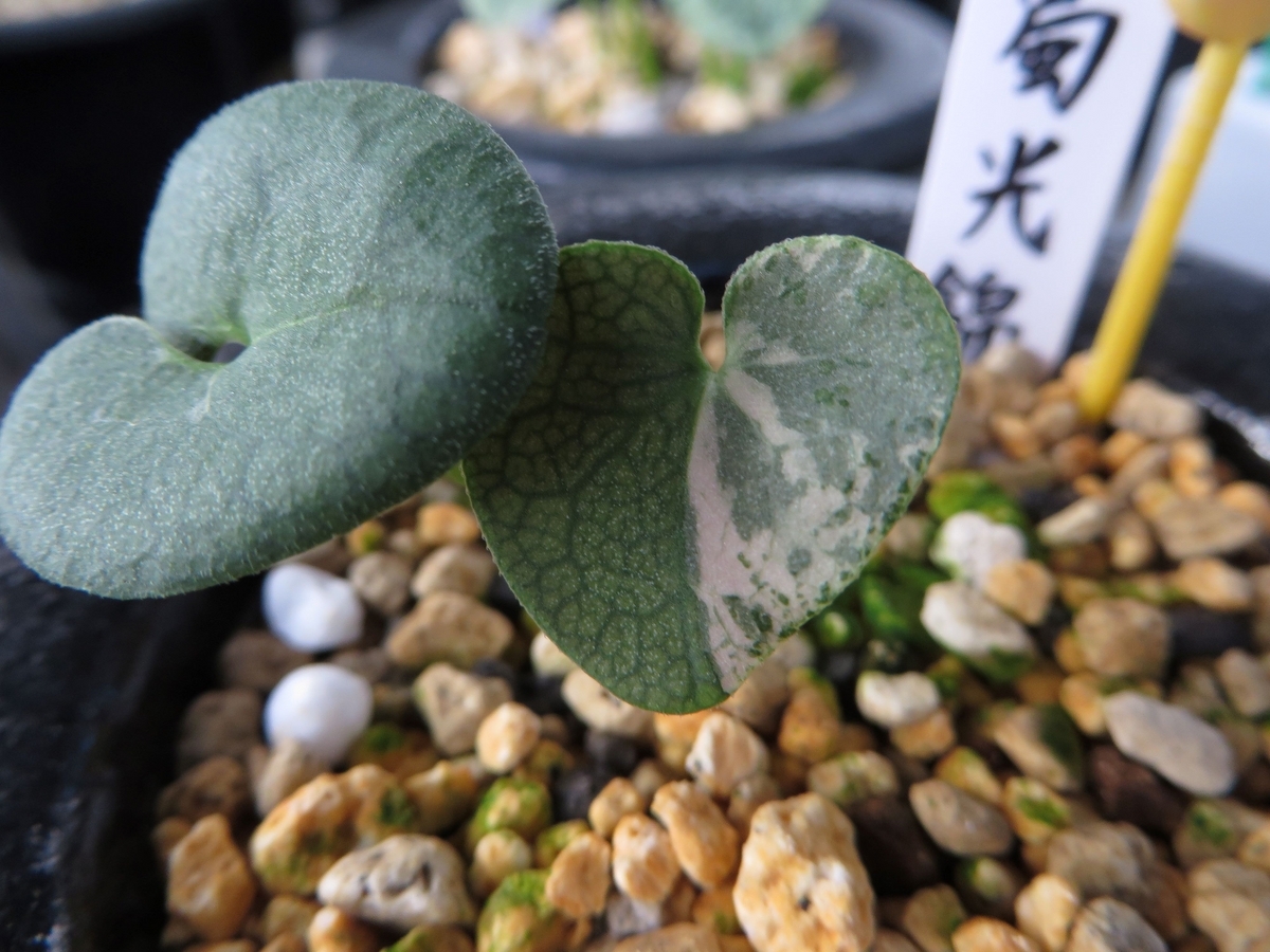 蜀光錦（しょっこうにしき） Syokkou-Nishiki - 古典園芸植物 細辛の世界