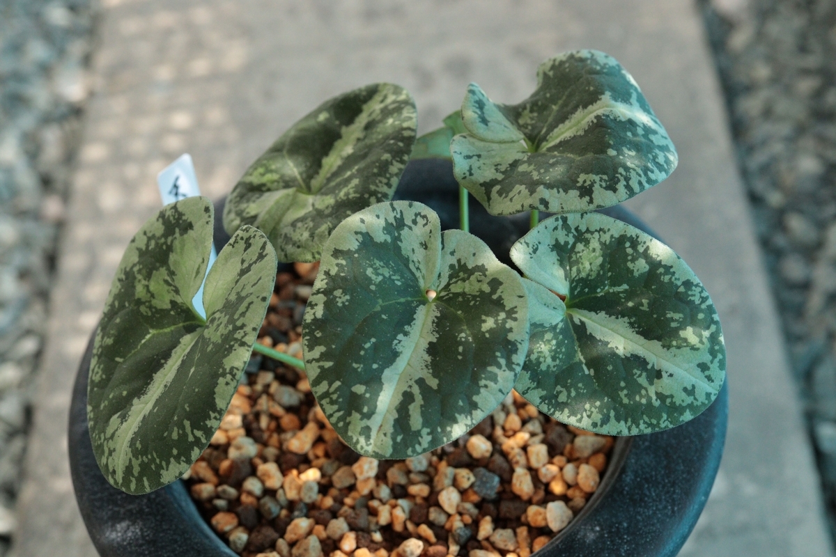 現品］【希少】9番 ドラセナ ナビー 龍 6号 観葉植物 室内 レア