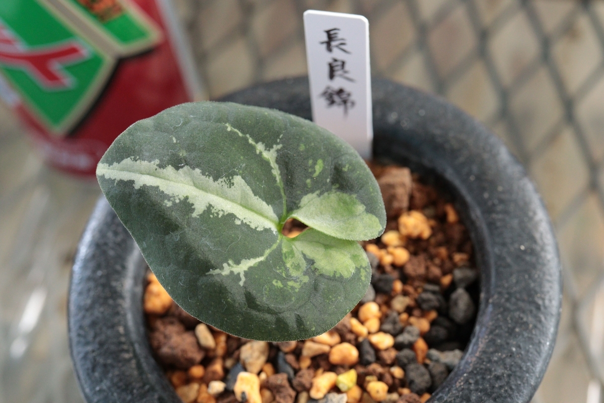 長良錦（ながらにしき） Nagara-Nishiki - 古典園芸植物 細辛の世界