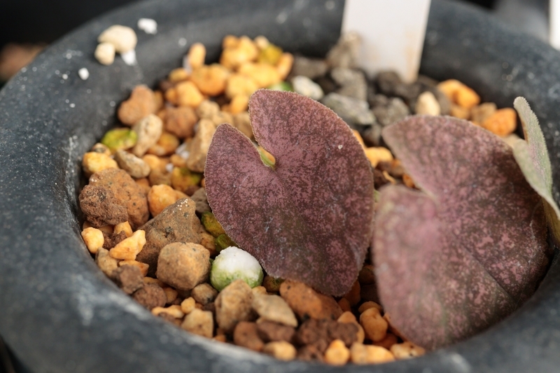 今年の細辛の最新の紅葉はこうよう2024 - 古典園芸植物 細辛の世界