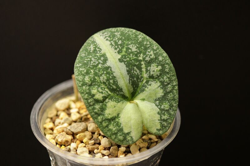Yahoo!オークション -「古典園芸植物」(本、雑誌) の落札相場