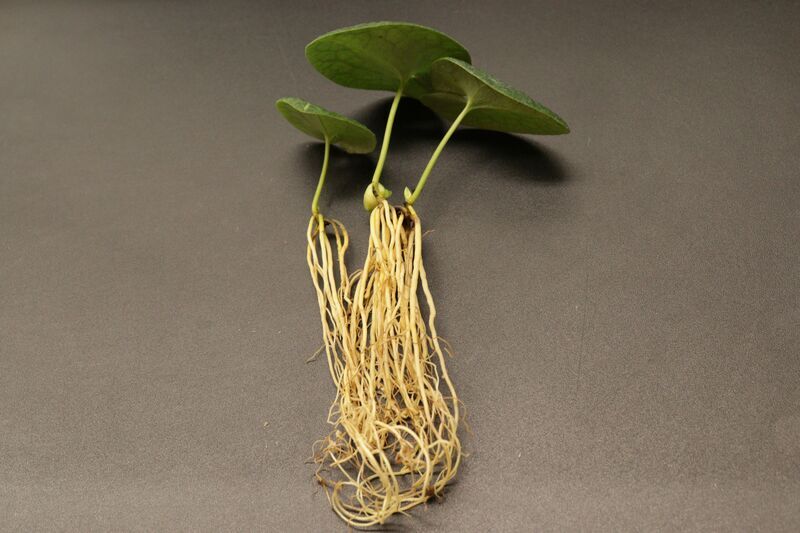 植え替え株分け 3週目 - 古典園芸植物 細辛の世界