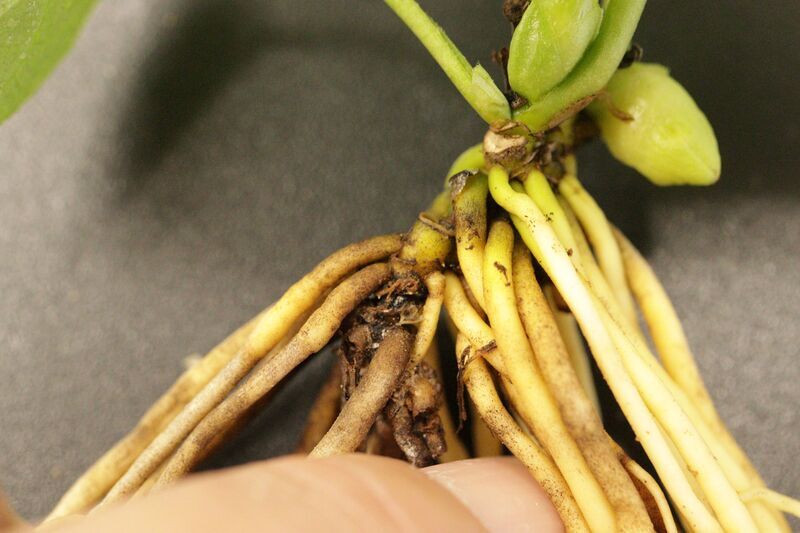 エンクシリア　当店株分け 植え替え株分け 3週目 - 古典園芸植物 細辛の世界
