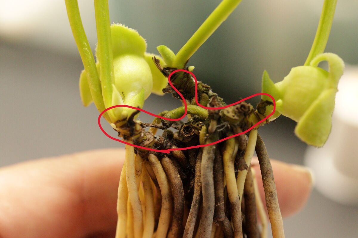 植え替え株分け 3週目 - 古典園芸植物 細辛の世界