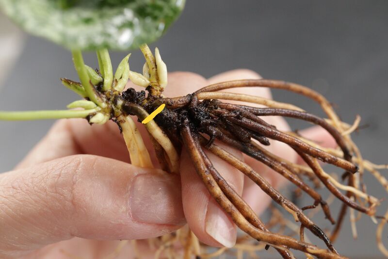 植え替え株分け 5週目と芋の節を語る - 古典園芸植物 細辛の世界