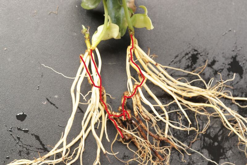 植え替え株分け 5週目と芋の節を語る - 古典園芸植物 細辛の世界