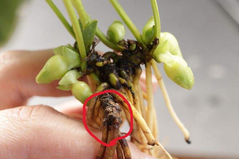 植え替え株分け 5週目と芋の節を語る - 古典園芸植物 細辛の世界