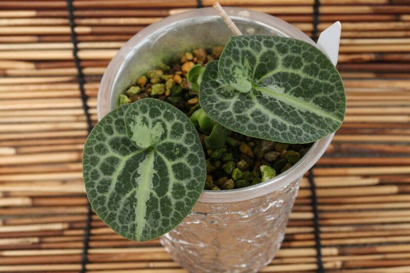 新芽ちゃんの成長記録 その① - 古典園芸植物 細辛の世界