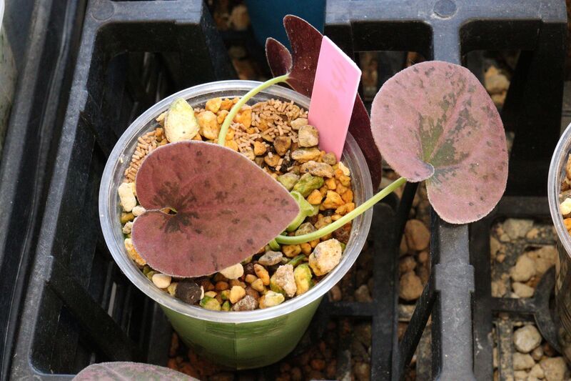 2月から3月にかけての状態と管理 - 古典園芸植物 細辛の世界