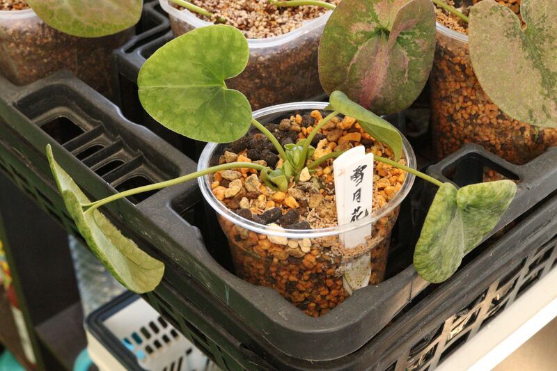 葉っぱ 2月から3月にかけての状態と管理 - 古典園芸植物 細辛の世界