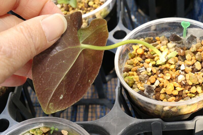 2月から3月にかけての状態と管理 - 古典園芸植物 細辛の世界