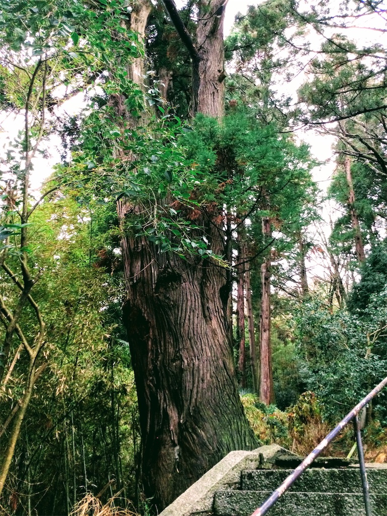 f:id:megumimatsumotoviolin:20210206113457j:image