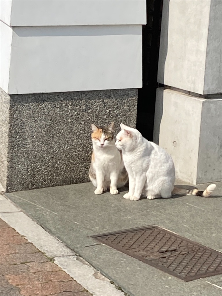 f:id:megumimatsumotoviolin:20210223134912j:image