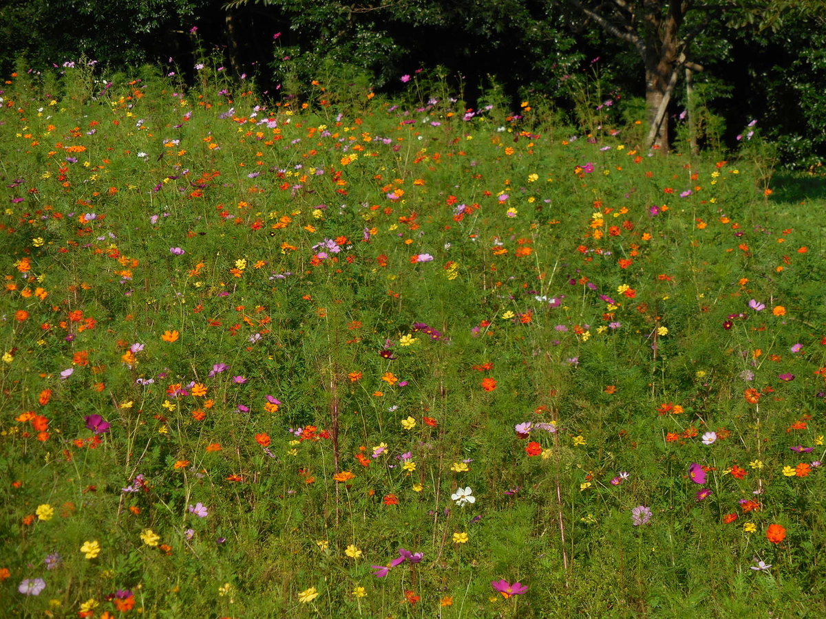 f:id:megumin1120:20200908223856j:plain f:id:megumin1120:20200908223856j:plain