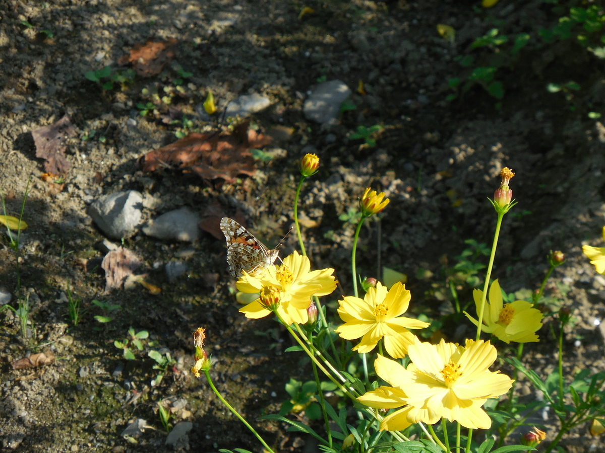 f:id:megumin1120:20200908224549j:plain f:id:megumin1120:20200908224549j:plain