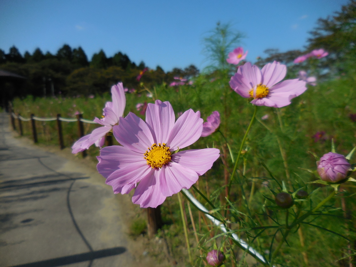 f:id:megumin1120:20200908225052j:plain f:id:megumin1120:20200908225052j:plain