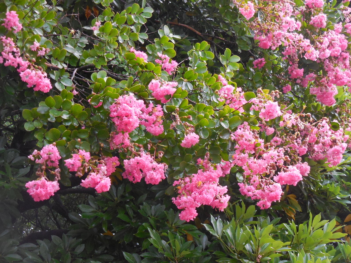 f:id:megumin1120:20200909231727j:plain f:id:megumin1120:20200909231727j:plain