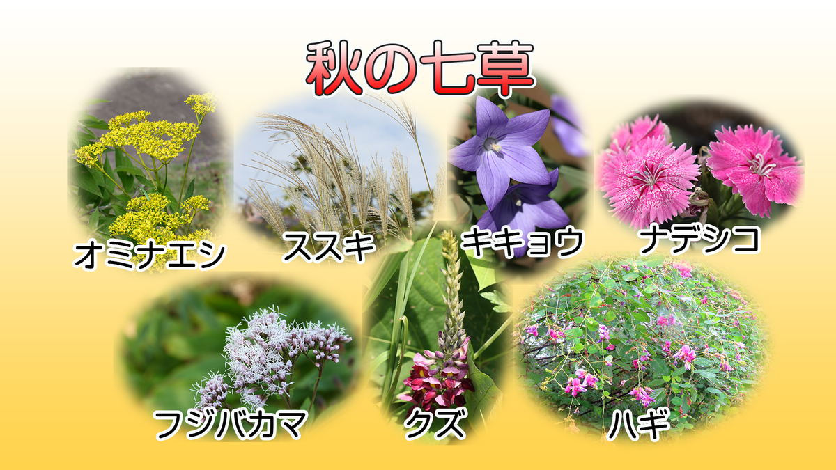 里山が守る秋の七草 みちなるみちのく 里山が守る秋の七草 みちなるみちのく