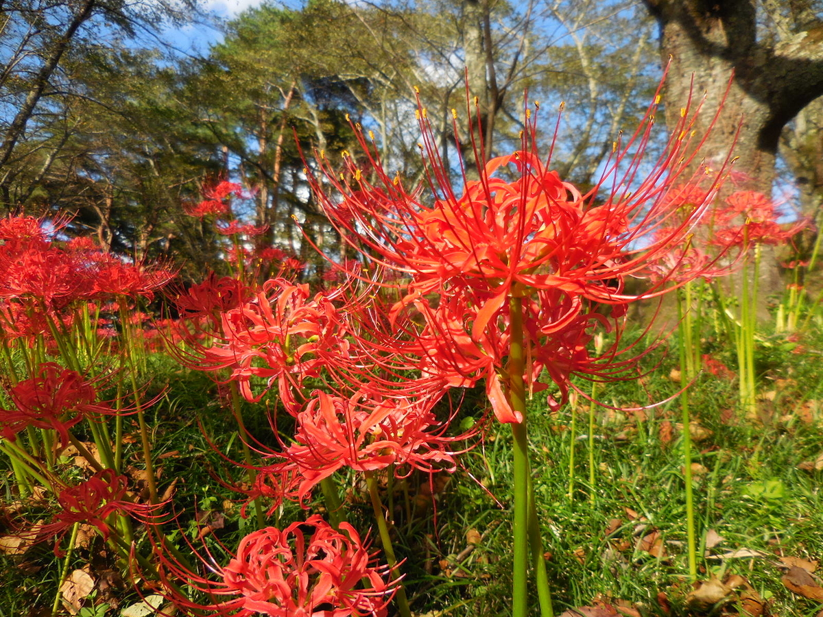 f:id:megumin1120:20200919152520j:plain f:id:megumin1120:20200919152520j:plain