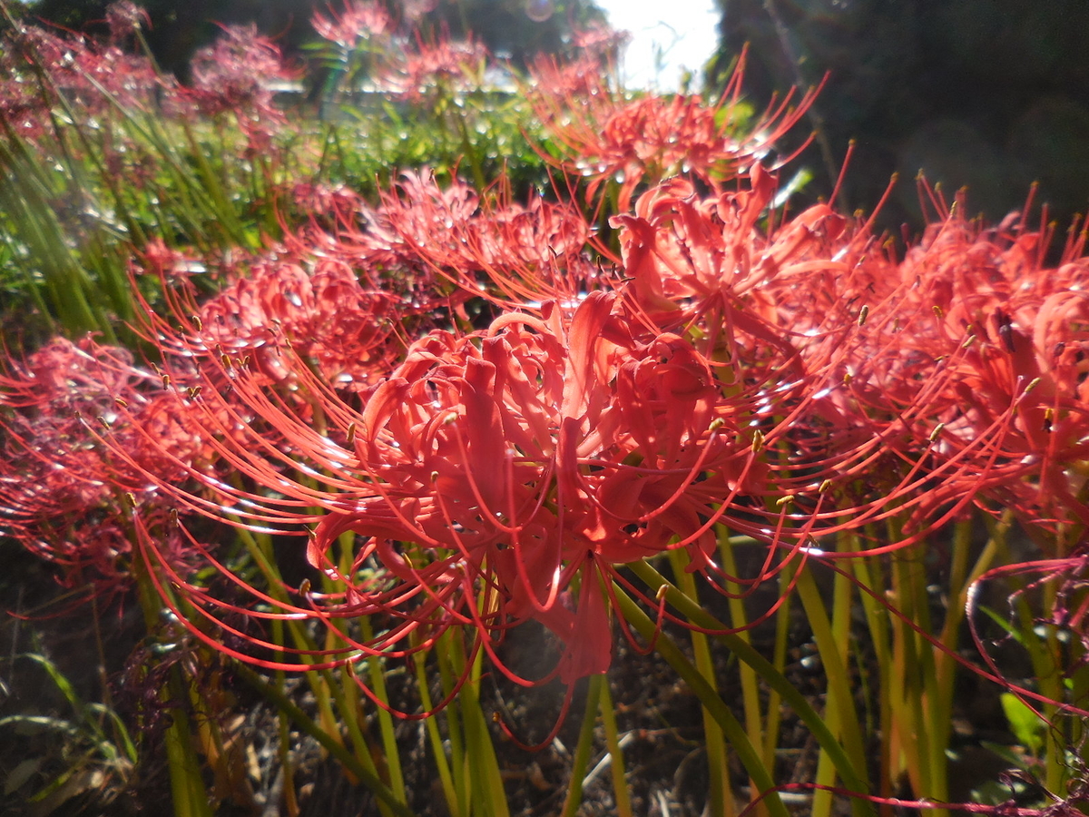 f:id:megumin1120:20200919152538j:plain f:id:megumin1120:20200919152538j:plain