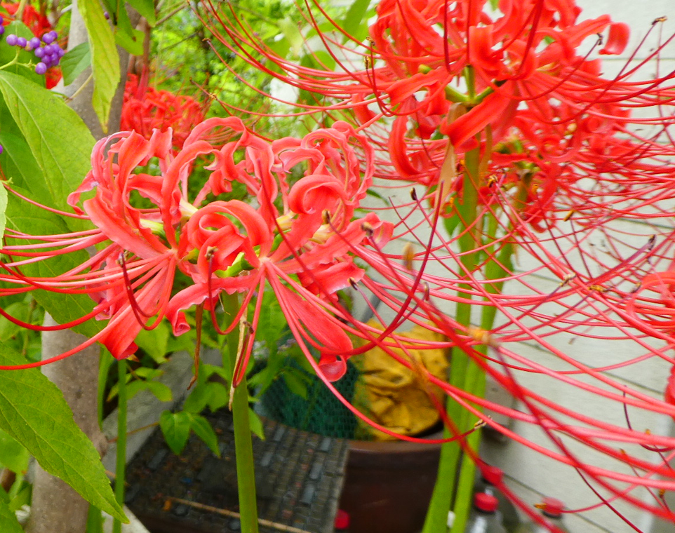 f:id:megumin1120:20200924164638p:plain f:id:megumin1120:20200924164638p:plain