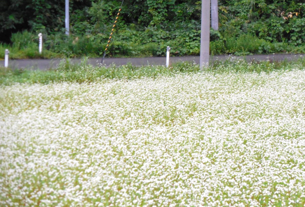 f:id:megumin1120:20200925150403p:plain f:id:megumin1120:20200925150403p:plain